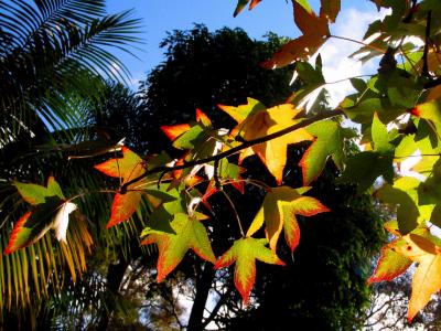 Autumn - liquidambar tree