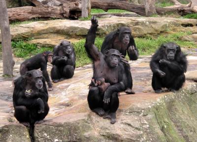 Chimpanzees being fed