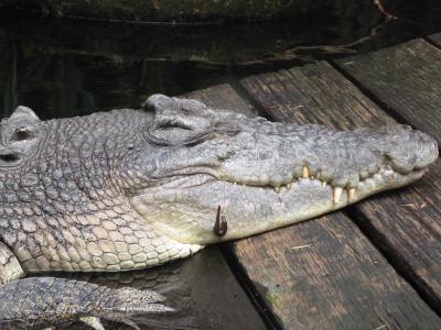 Saltwater crocodile with leech