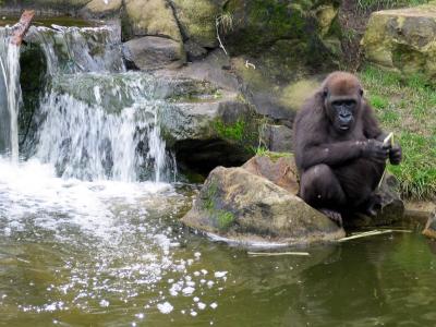 Waterfall and gorilla