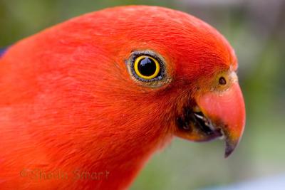 King parrot close up