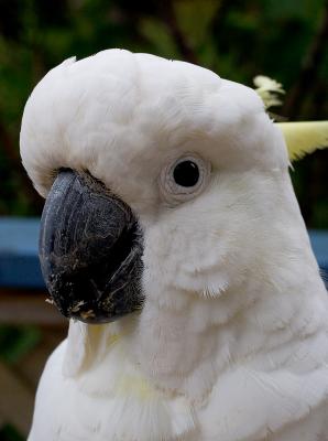 Cockie close