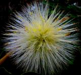 Starburst flower