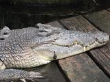 Saltwater crocodile with leech
