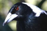 Australian magpie