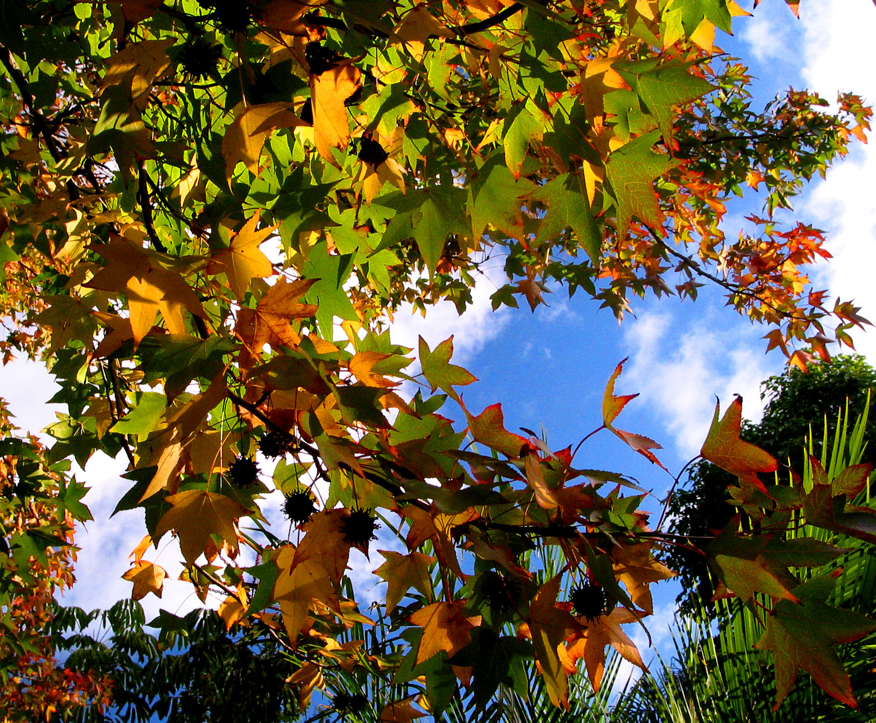 Autumn - liquidambar leaves