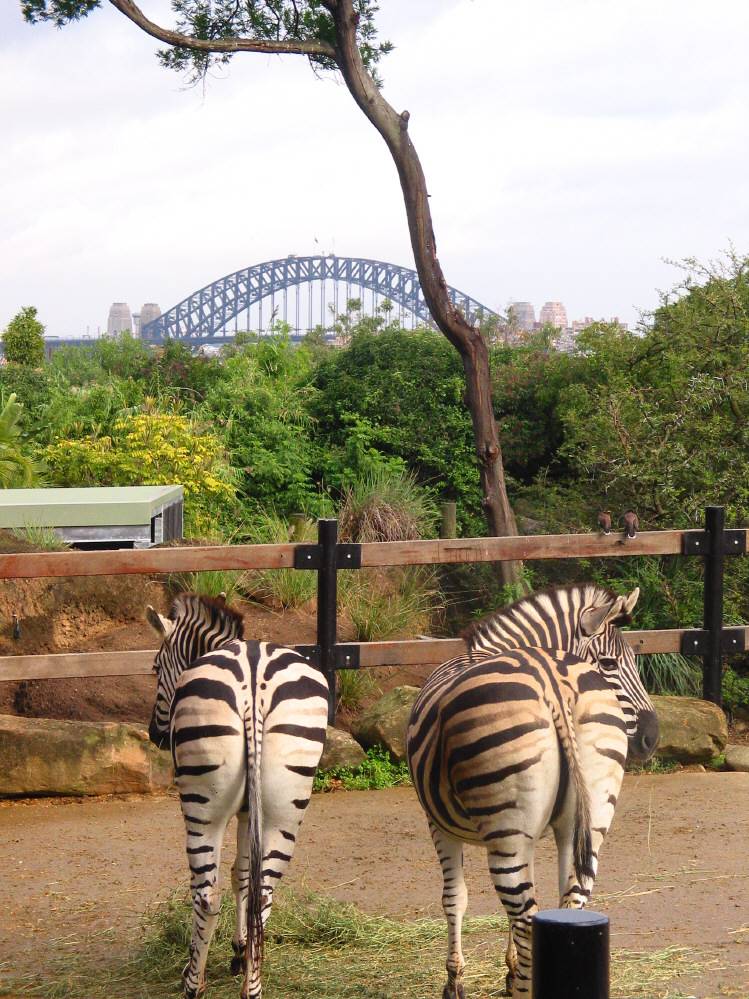 Zebras with view