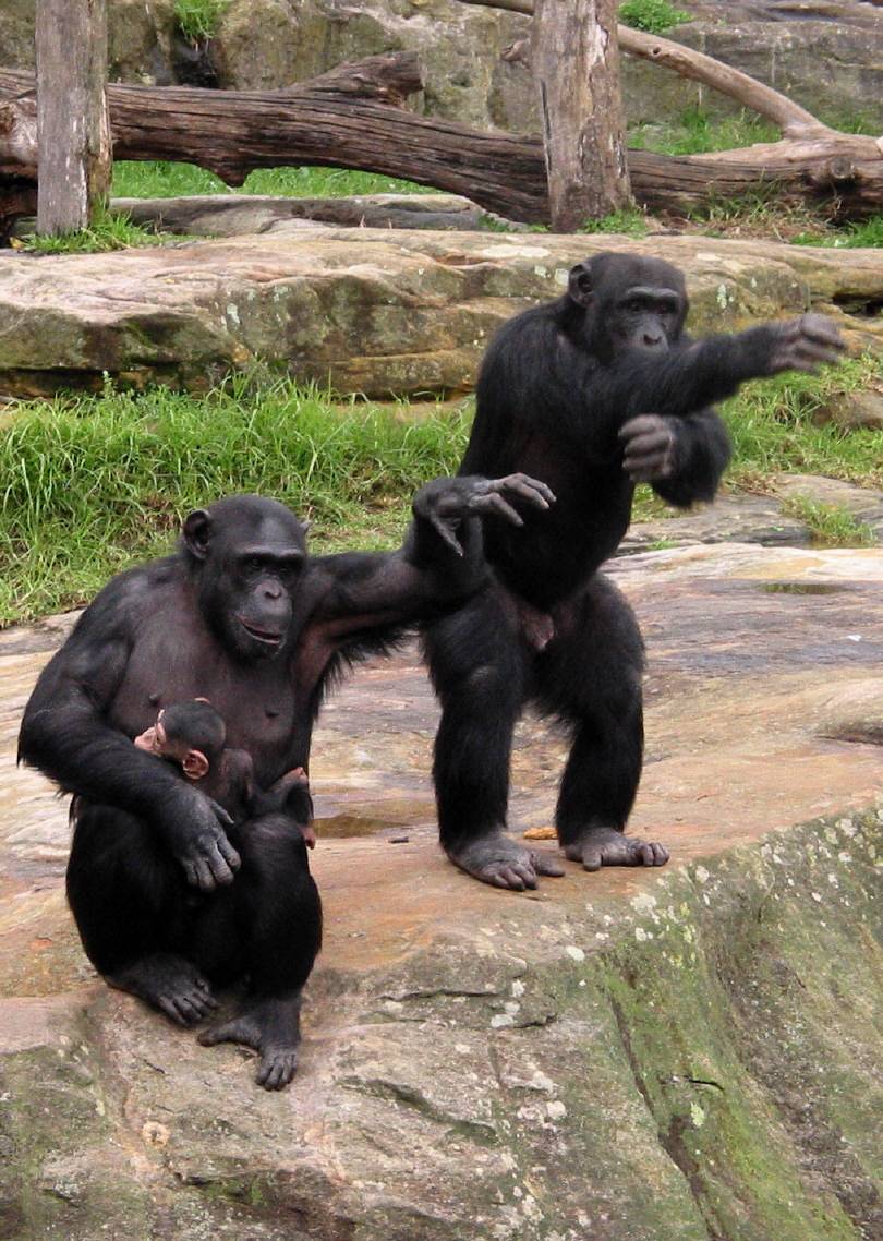 Chimpanzees