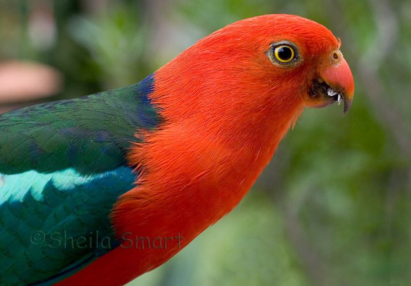 King parrot on our verandah
