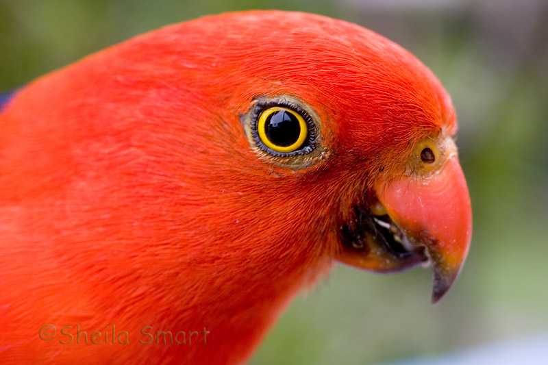 King parrot close up