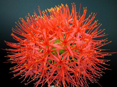 Scadoxus multiflorus ssp. Katherinae