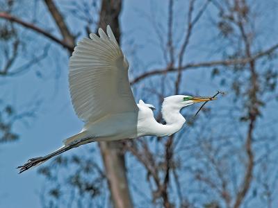 Great Egret _3250354-01.jpg