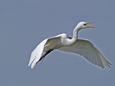 Great Egret _3250362-01.jpg