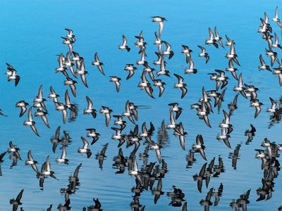 Black Turnstones _C098452-01.jpg