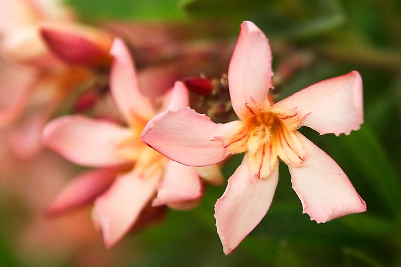 Pink FLower