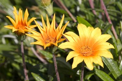 Gazanias