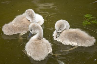 Swan Chicks