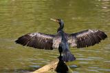 Cormorant