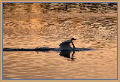 Trumpeter Swans