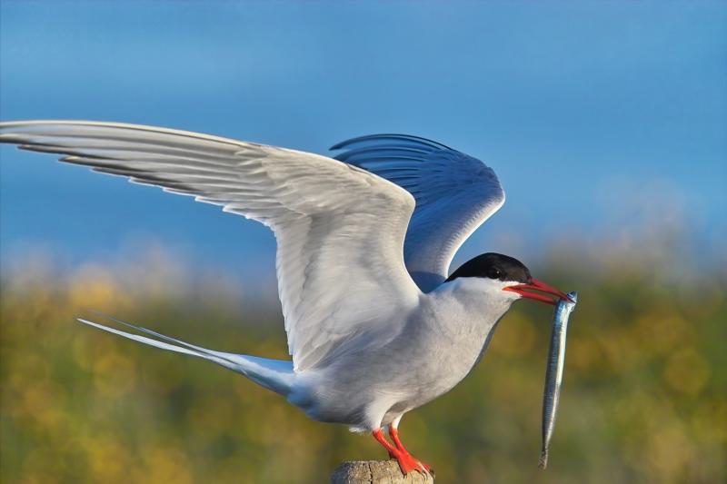 Arctic Tern