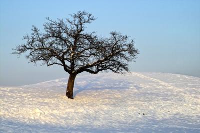 The Well-Tracked Tree