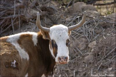 Arizona Cow