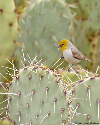 Verdin