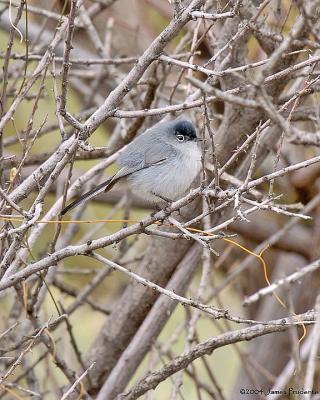 Black-tailed Gnatcatcher