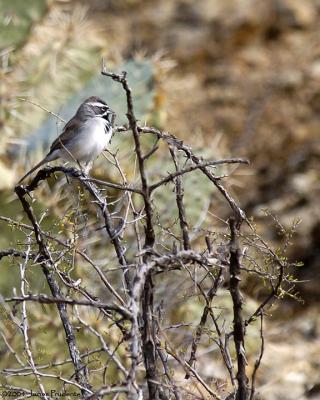 Black-throated Sparrow