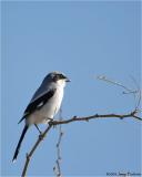 Loggerhead Shrike