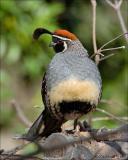 Gambels Quail