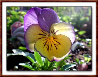 paper-thin pansy