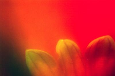 study in red