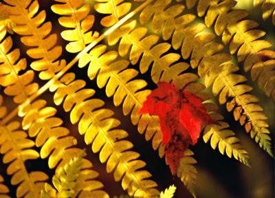 maple on fern