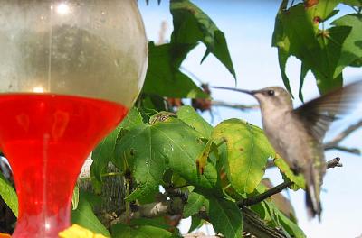 Humming bird by the feeder