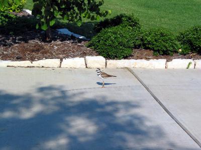 Killdeer and nest in flower bed next to driveway