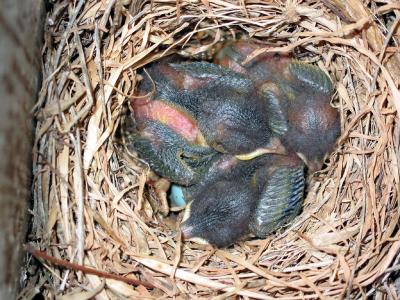 Newborn Eastern Bluebirds