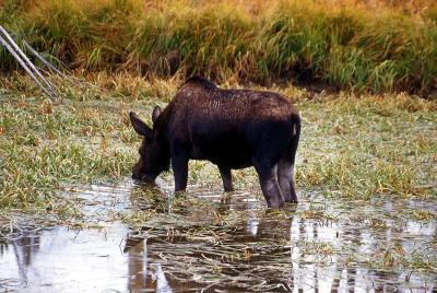 Moose in swamp