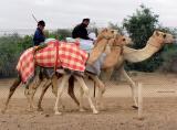 Camel Riders