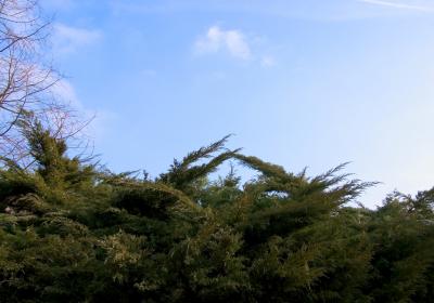 Botanical Garden