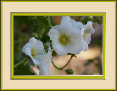 Plants and Flowers