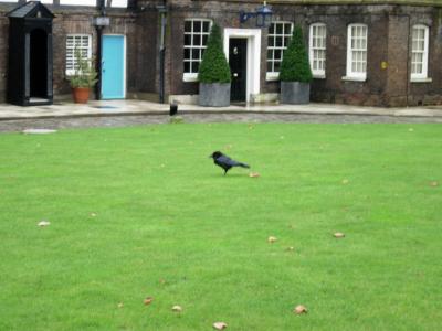 A raven on Tower Green.