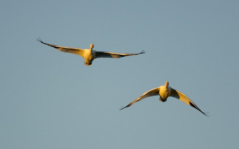 166 Bosque Snow Geese Flight