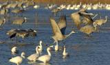 161 Sandhill Cranes and Snow Geese