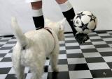 March 29, 2005 - Soccer dog