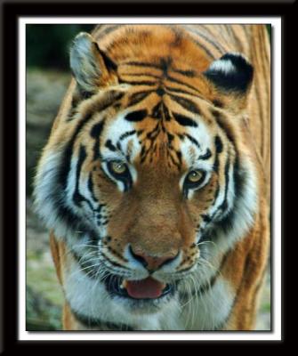 Tiger 476 web.jpg