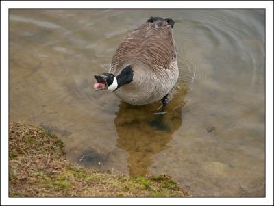 Upset Goose