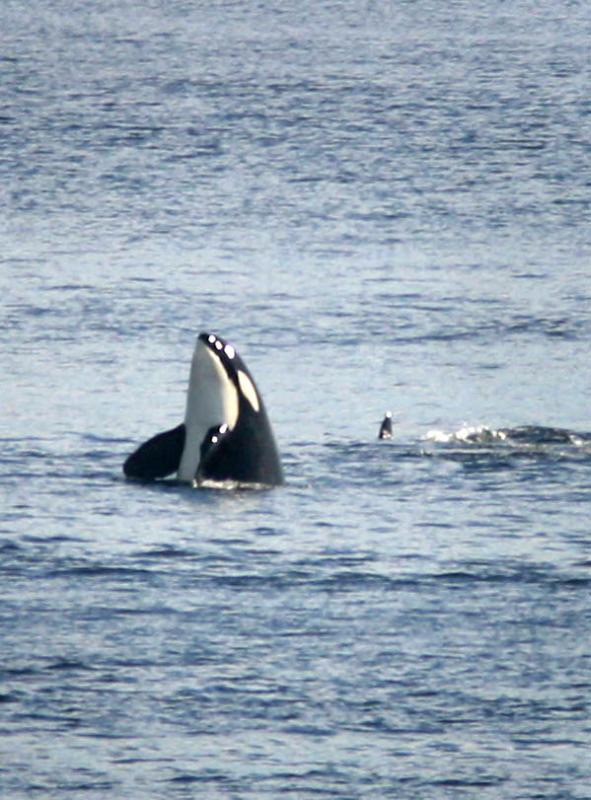 Killer Whale_5498 copy.jpg