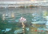 natural hot spring of hierapolis.JPG