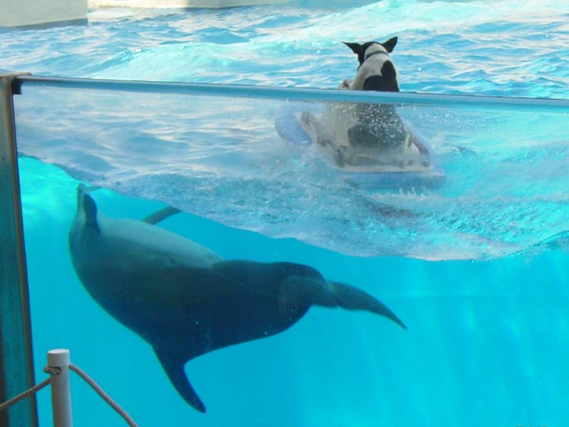 <p align=center>Surfin USA<br> (animal style)<br> <font size=1> by Alyson Calhoun</font> </p>